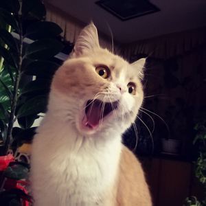 欧美一区二区A片视频
